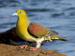 アオバト　鳩